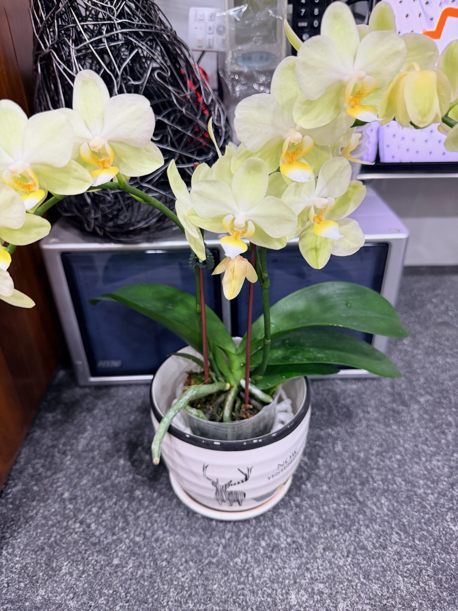 泡完盆根變暗綠