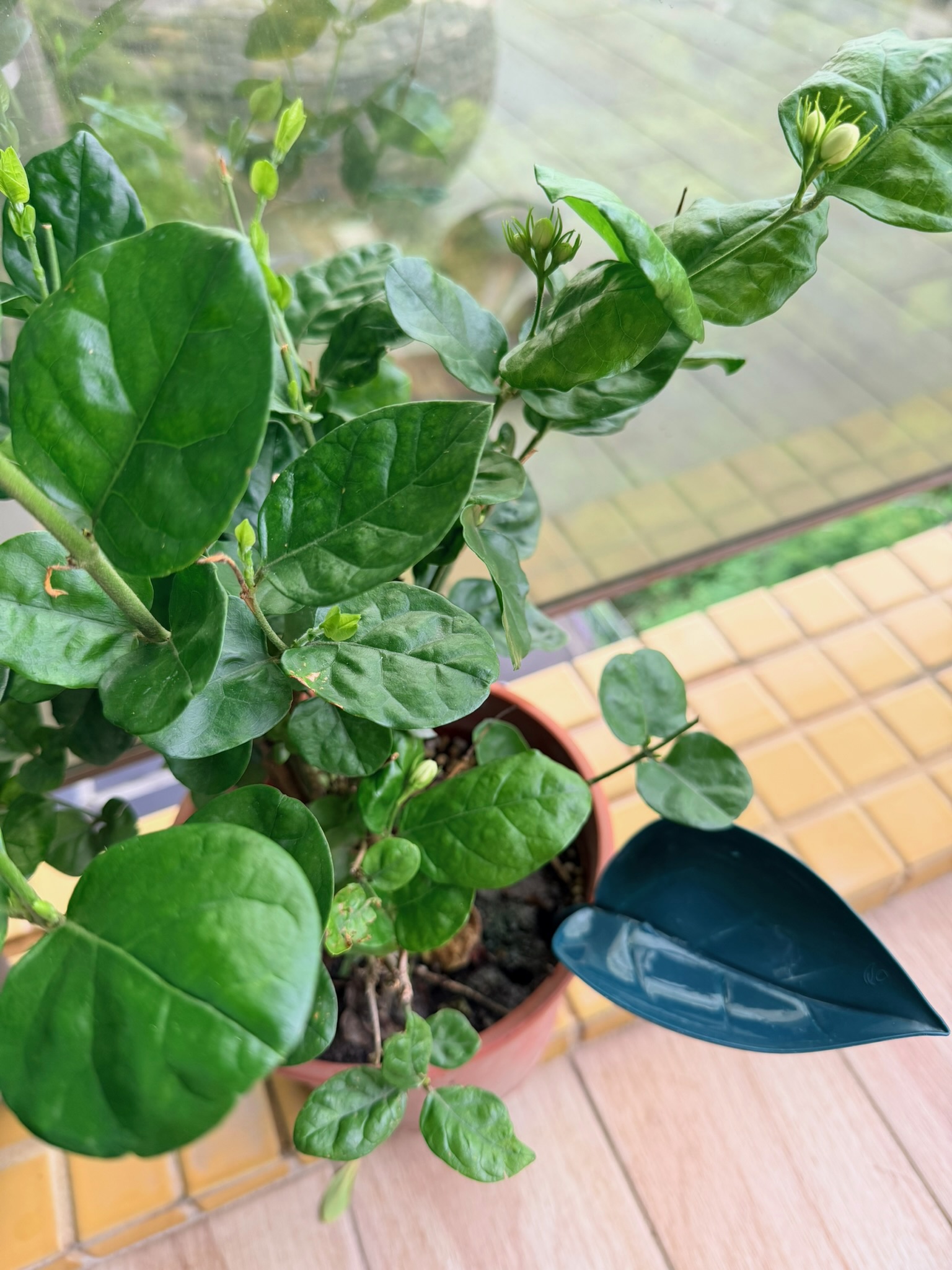 樹葉型滴罐管