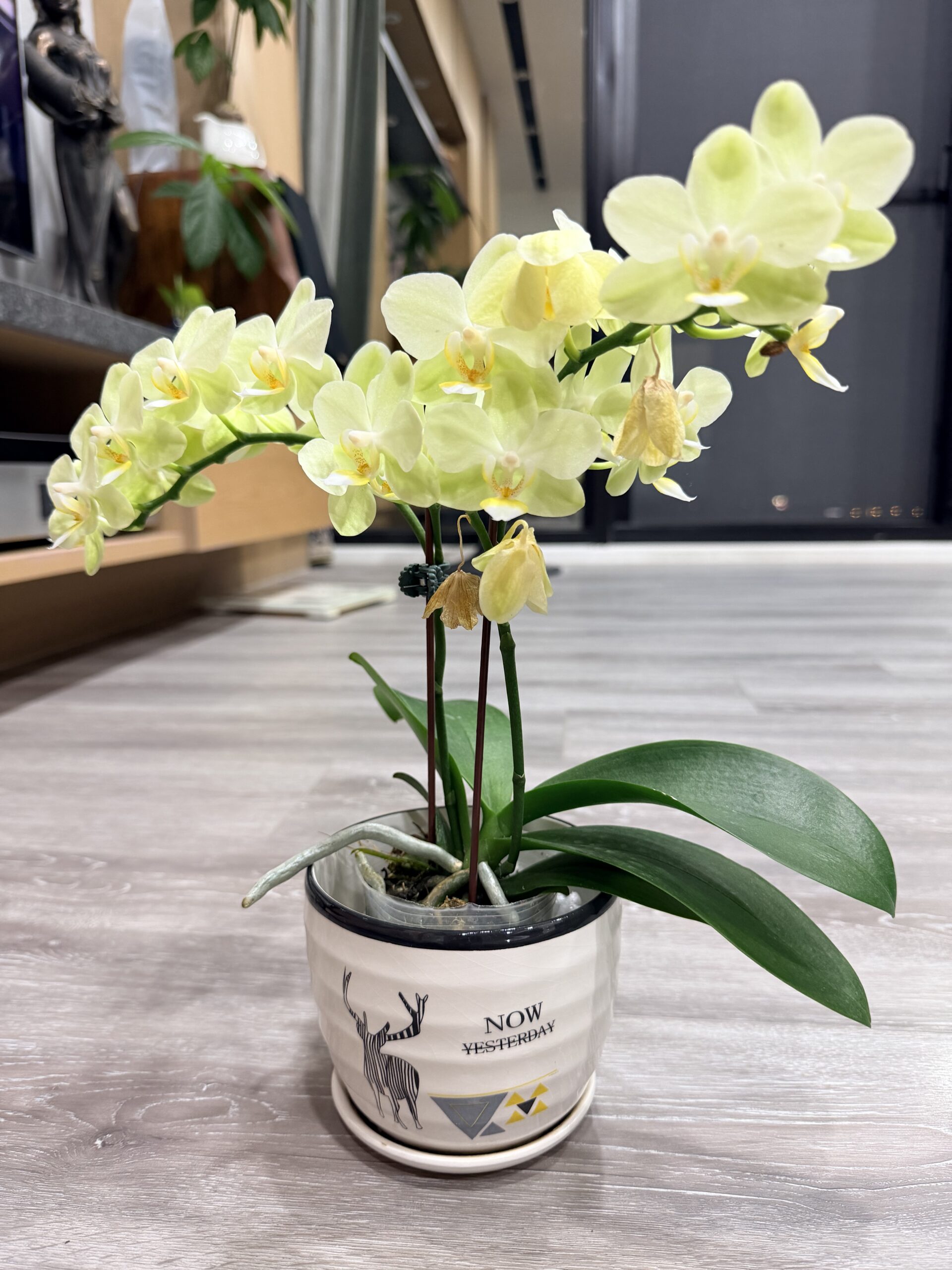 綠精靈蘭花