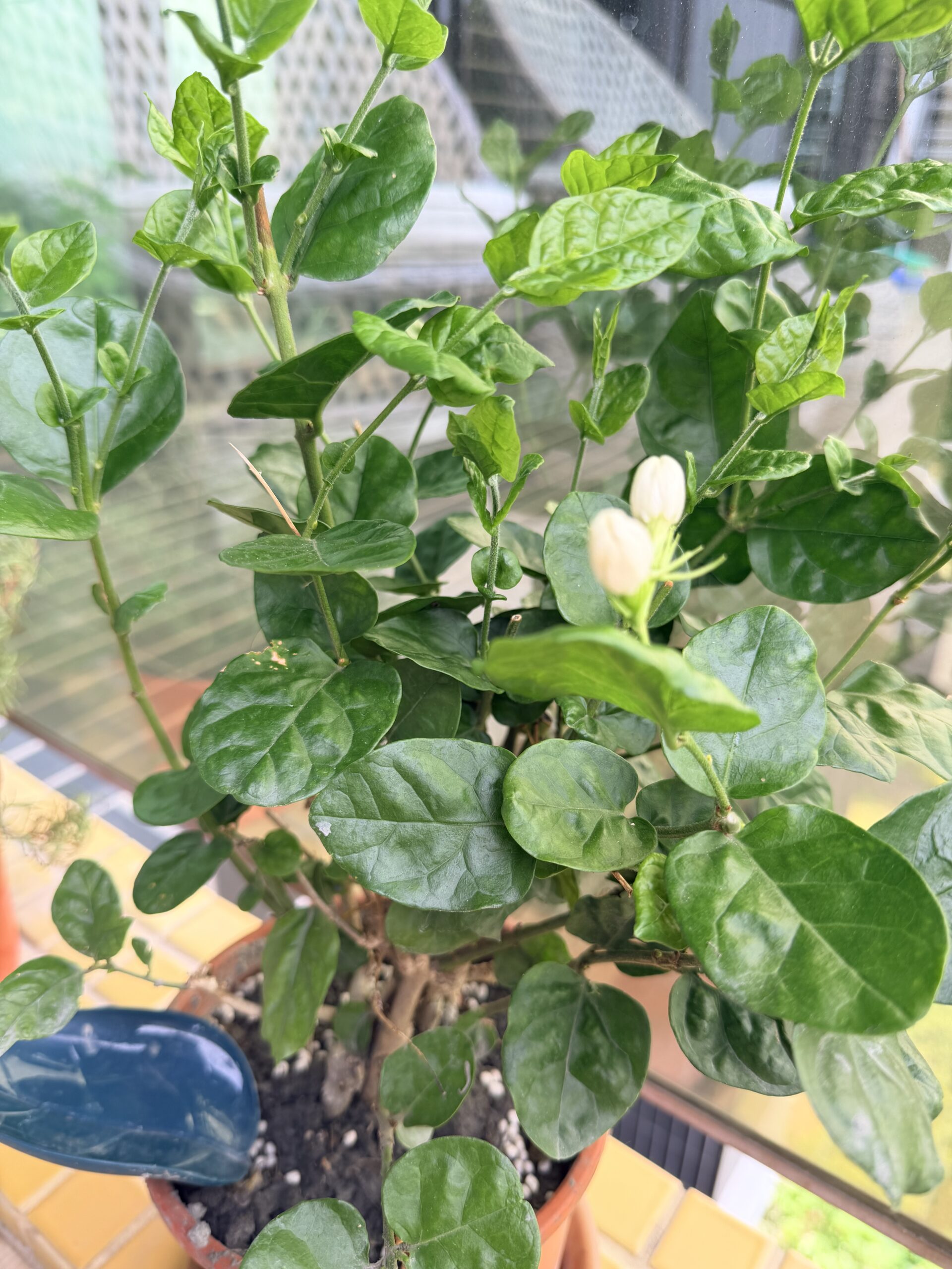 茉莉