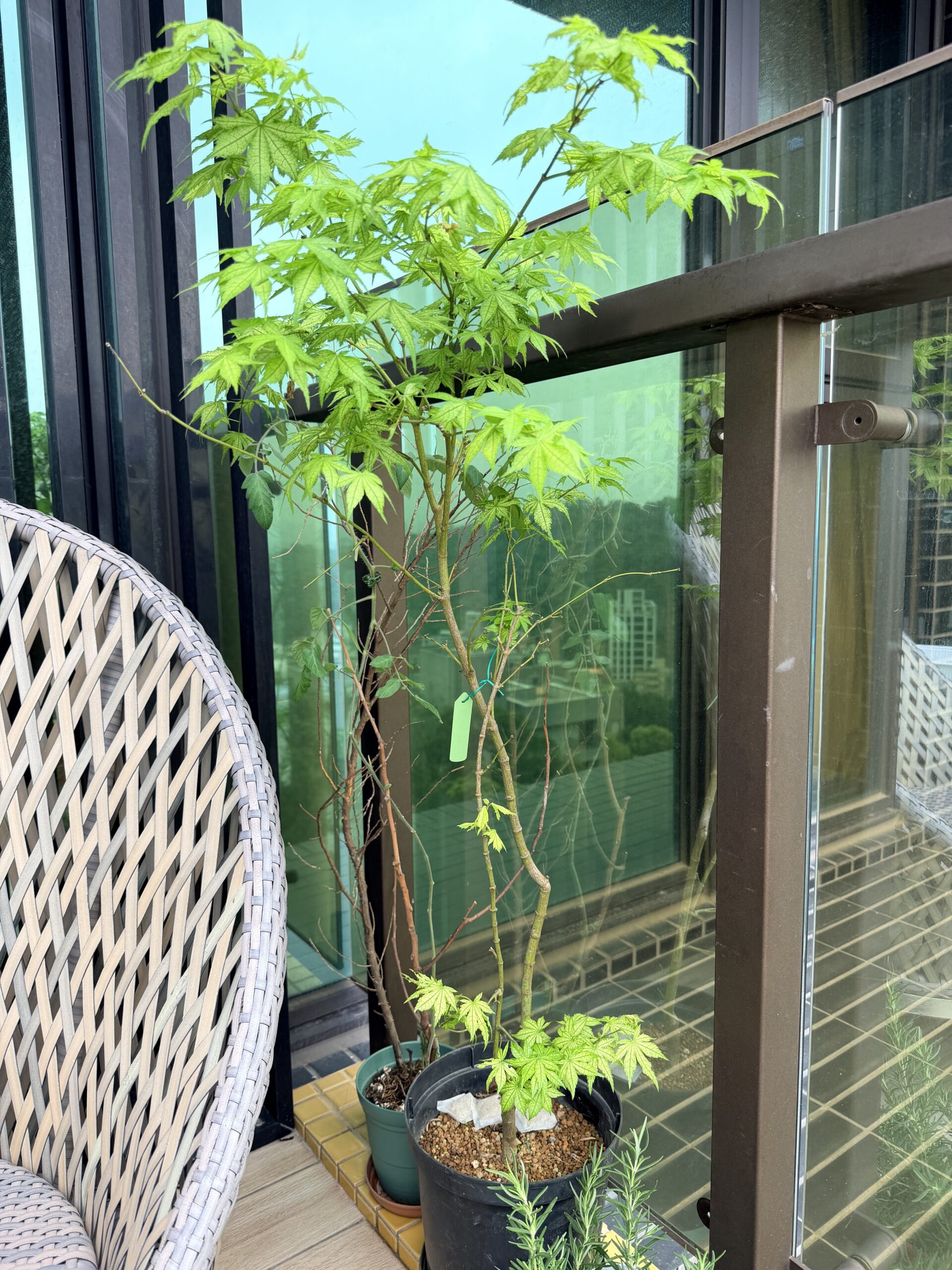赤鴨立澤紅楓