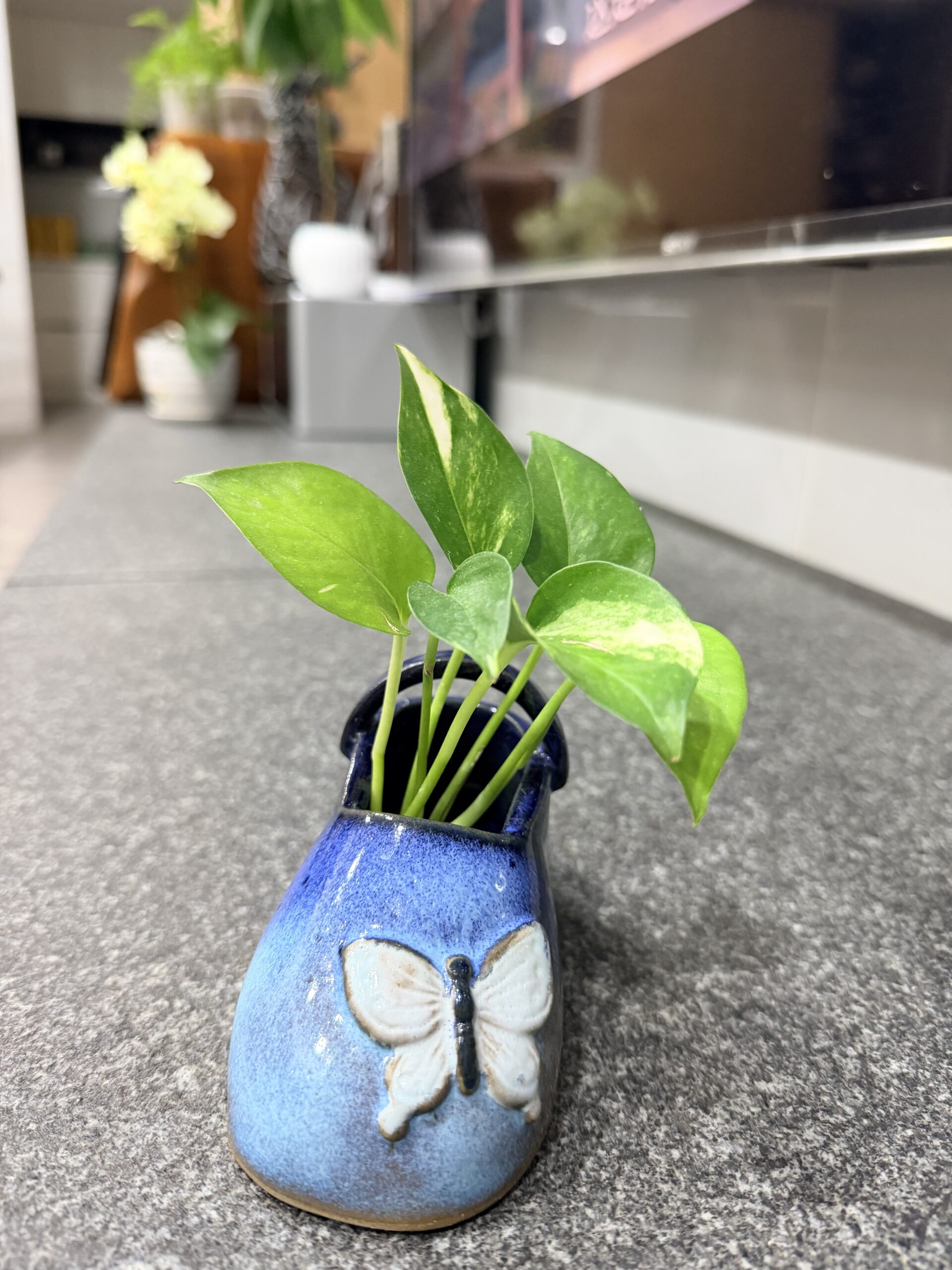 黃金葛