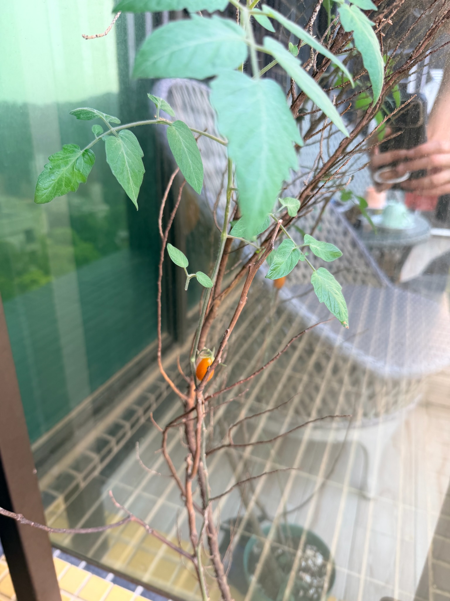 玉女番茄的第一顆果實