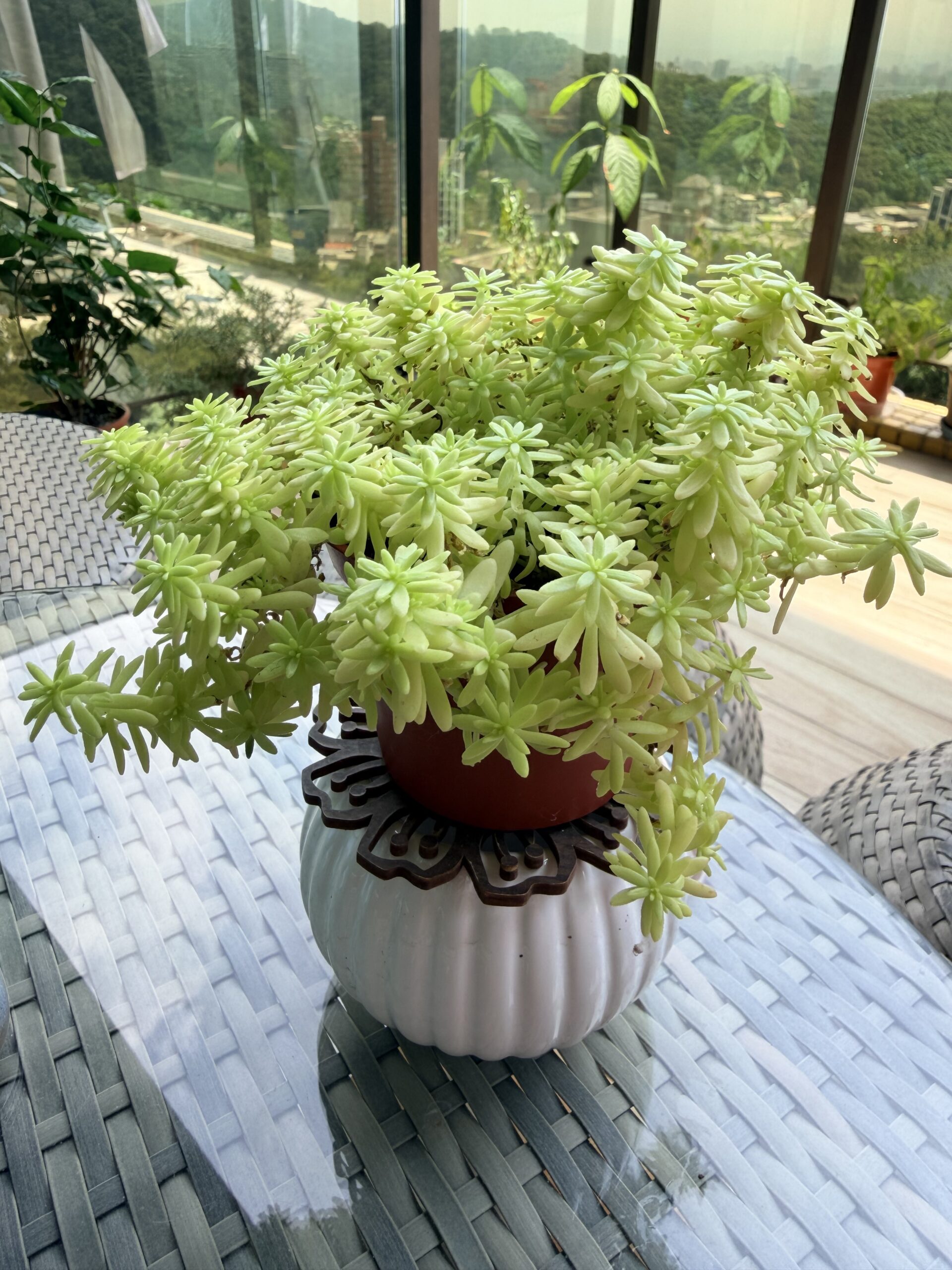 黃金萬年草