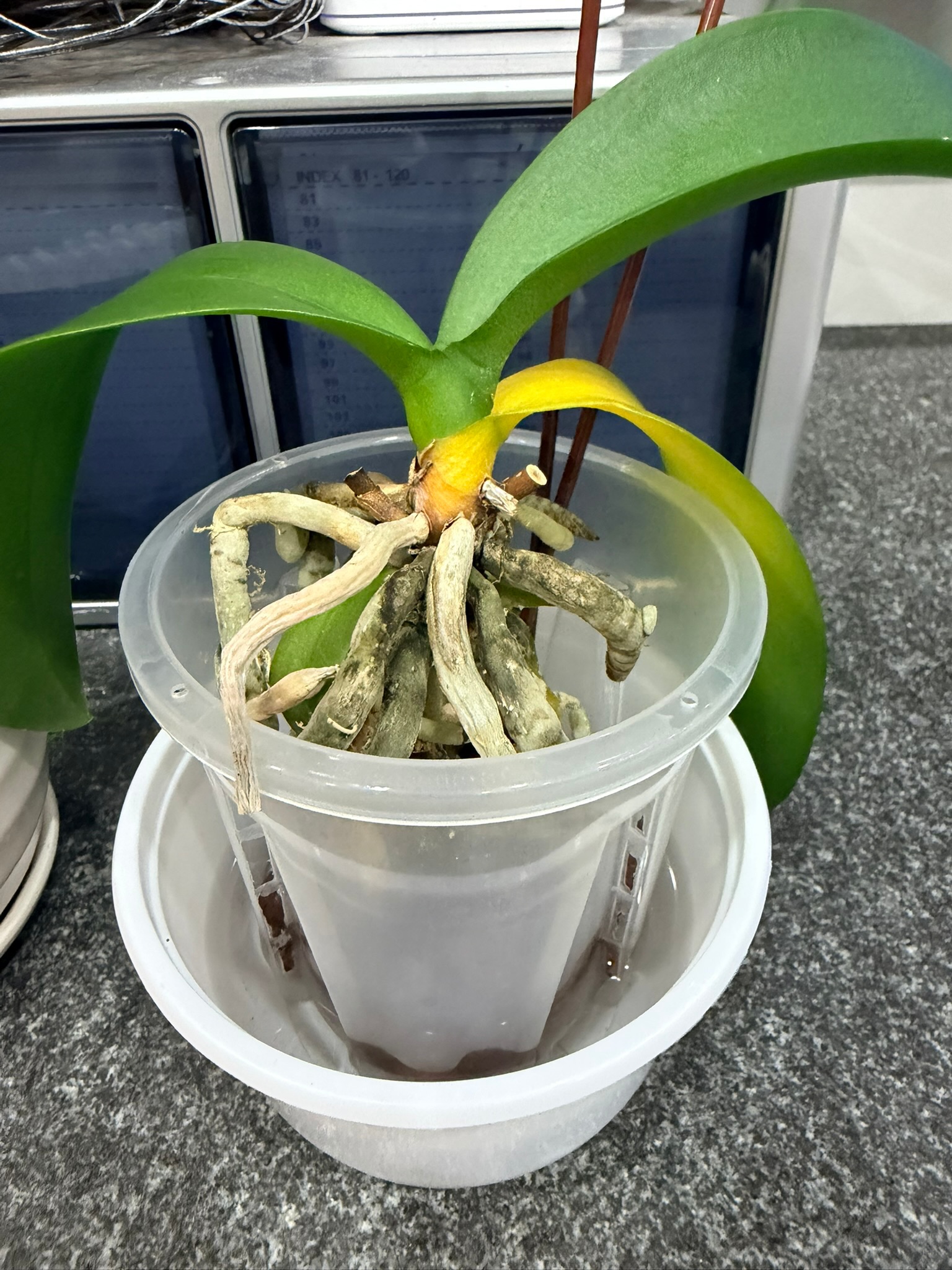 綠精靈蘭花根部暫時懸空