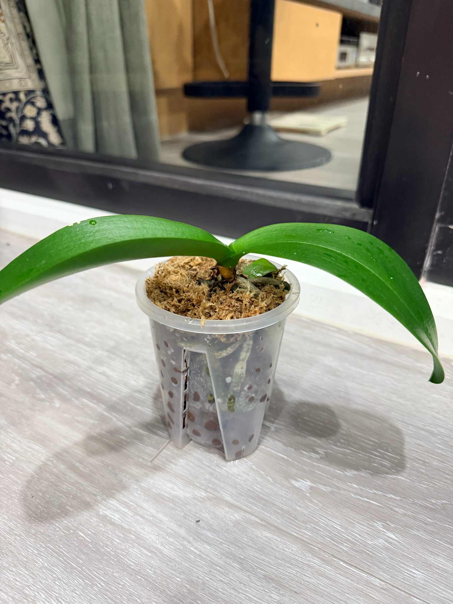綠精靈蘭花一週後安置靜養