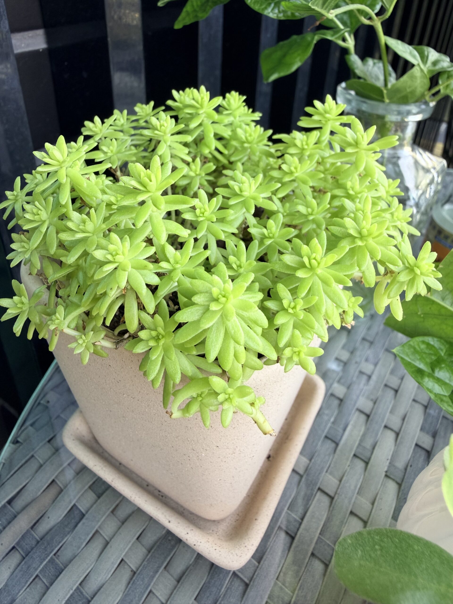 黃金萬年草